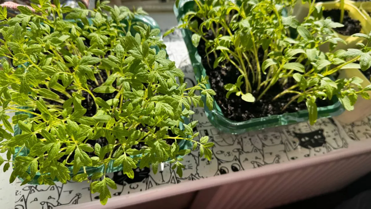 Пересаживаю рассаду томатов за 90 секунд и почти без потерь: метод, который повышает приживаемость до 95%