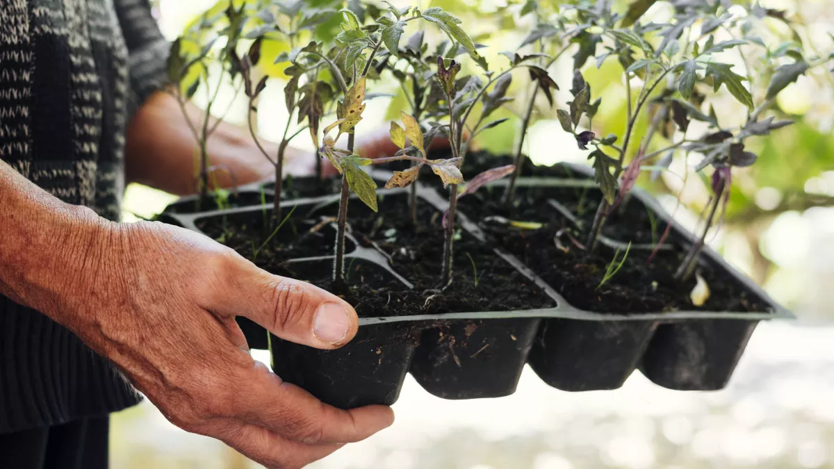 Дачников предупредили о главной ошибке весны: когда на самом деле высаживать рассаду