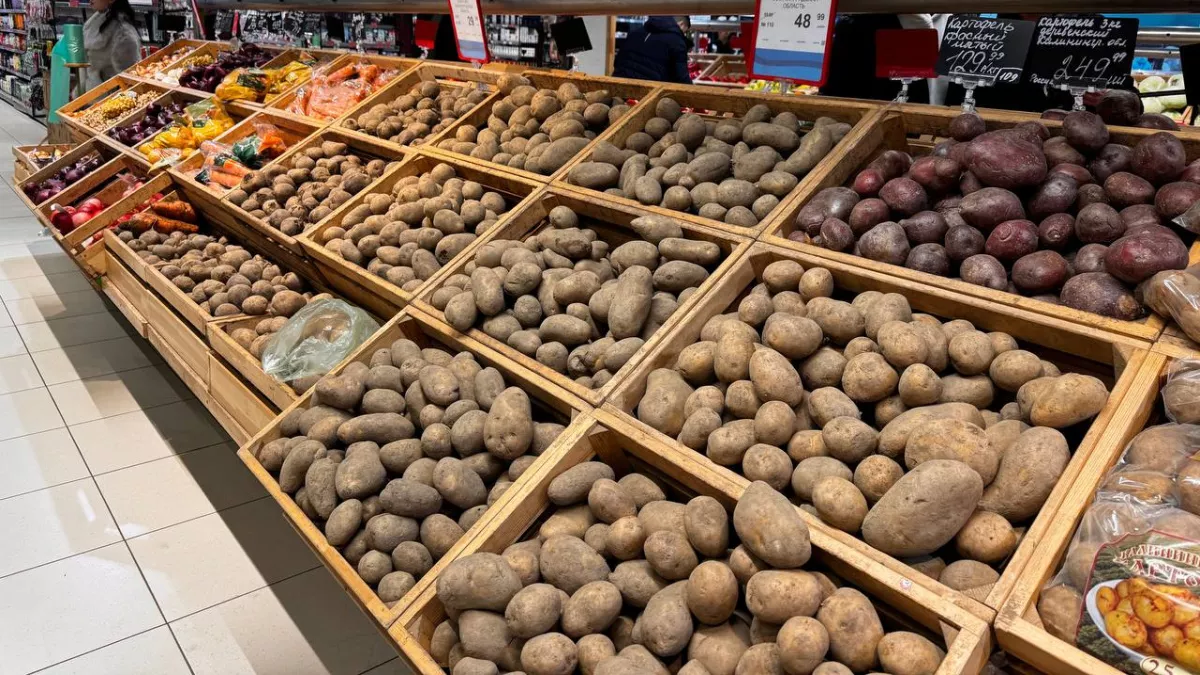 Купил картошку в «Пятёрочке» по 45 рублей и посадил на огороде: выкопал 47 кг против 16 с элитной - делюсь опытом