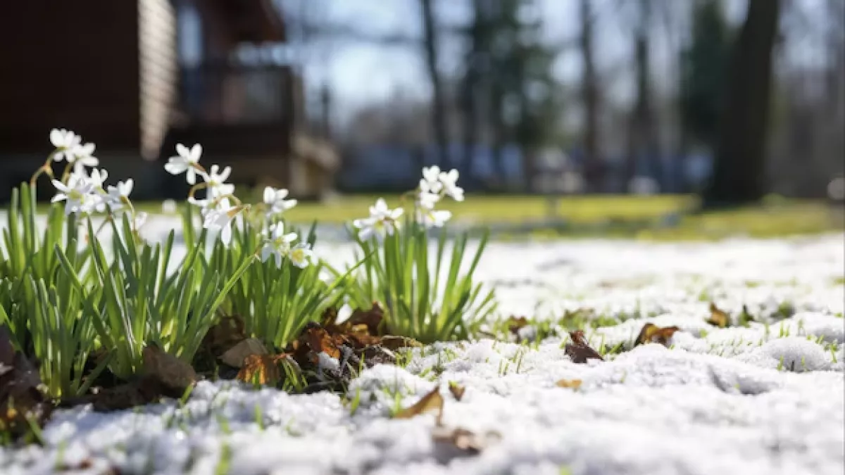 Потепление до +19°C, но затем резкое похолодание: калининградцев ждут температурные качели в конце недели