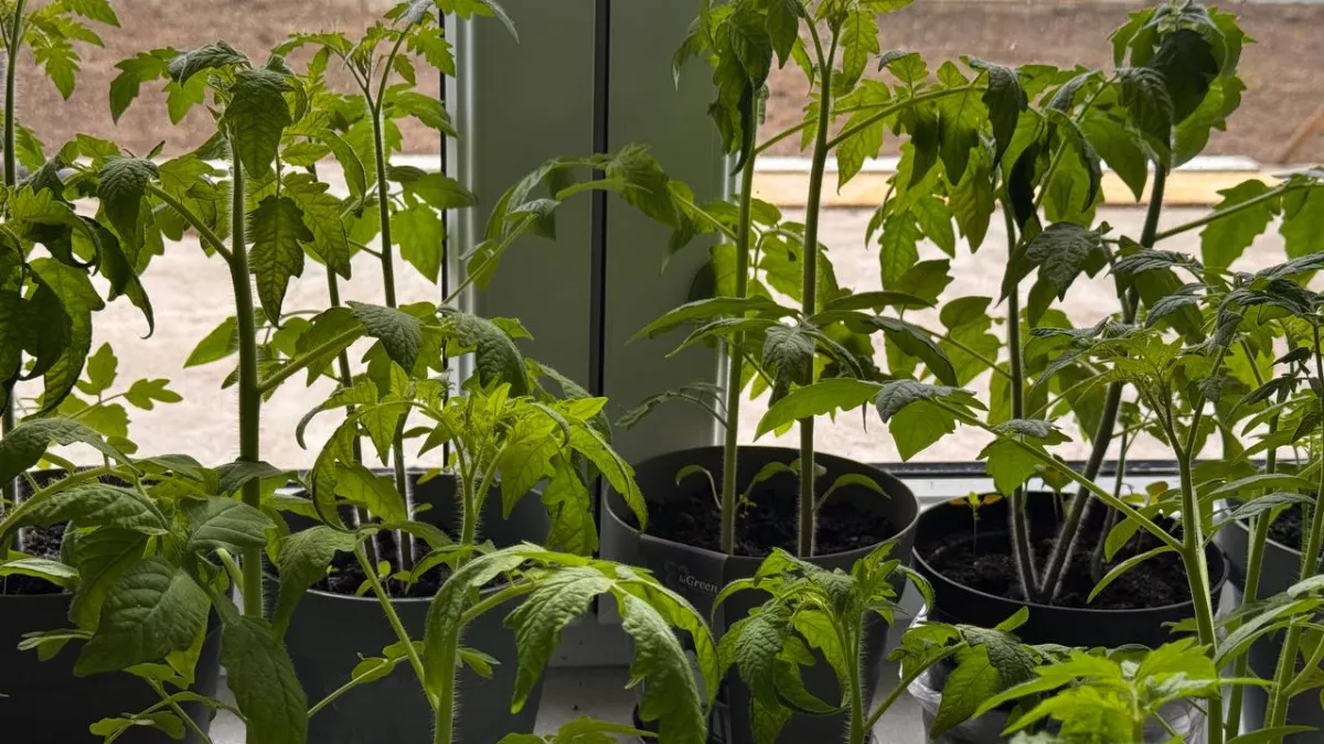 При посадке томатов важно в лунку добавить это эффективное удобрение: рассада быстрее идет в рост и меньше болеет