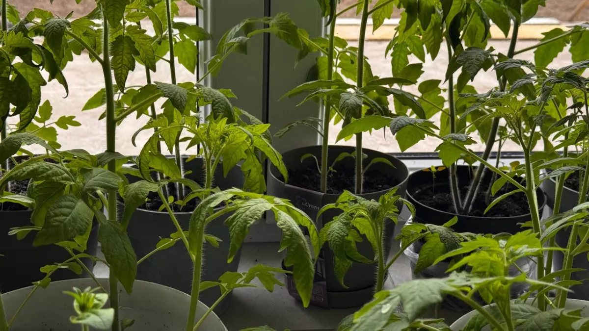 Не спешите с удобрениями: 4 копеечные домашние подкормки из отходов, которые укрепляют рассаду томатов за 3 недели