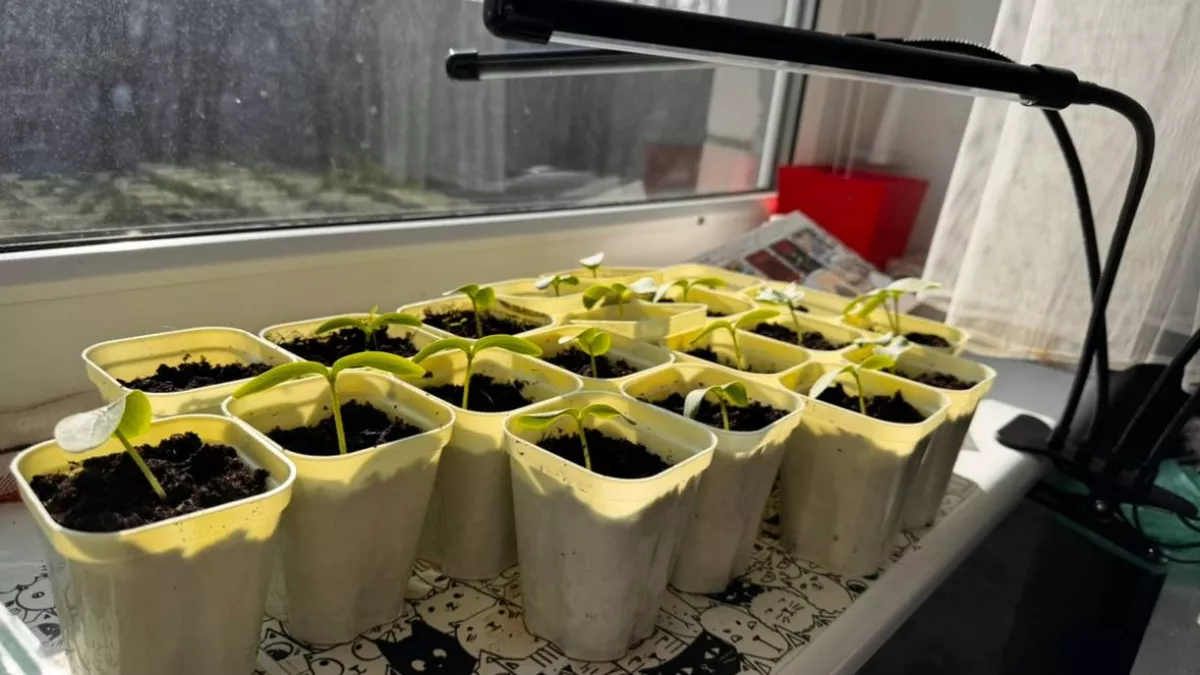 Весной можно легко навредить саду: агроном из Калининграда рассказала о частых ошибках дачников