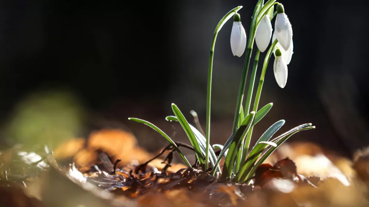 Не пришивай пуговицы и не выходи без нужды: народные приметы и запреты на 15 марта