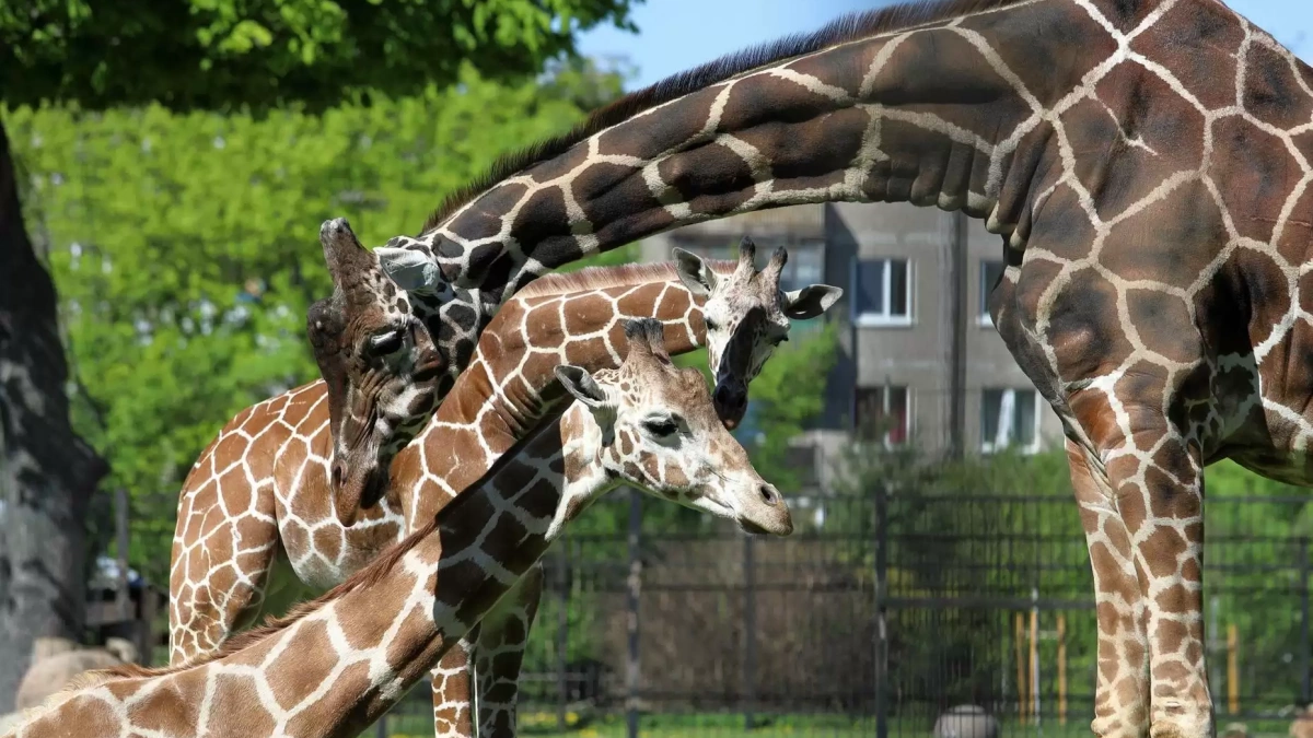 Животные на весеннем графике: с 15 марта изменилось время закрытия территории Калининградского зоопарка — расписание