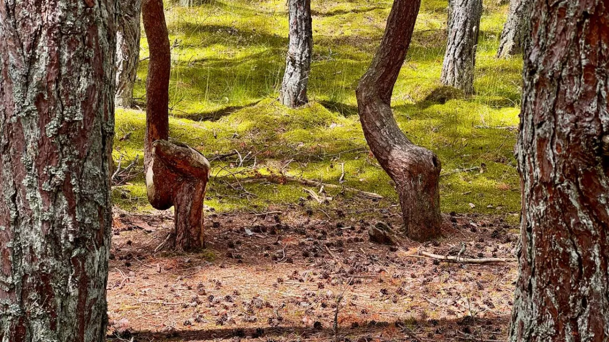 Калининградцев предупредили об опасности встретить змею на природе: из-за теплый погоды пресмыкающиеся проснулись