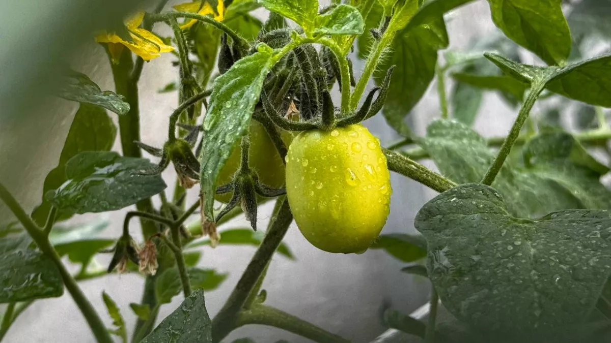 6 ранних сортов томатов для открытого грунта: сладкие помидоры без теплицы уже в середине лета