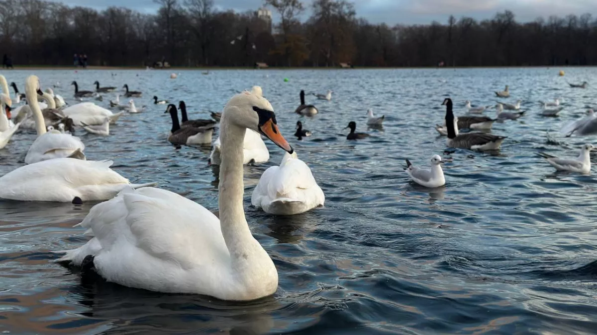 В Калининградской области 69 лебедей и десятки других птиц вернули в дикую природу после реабилитации