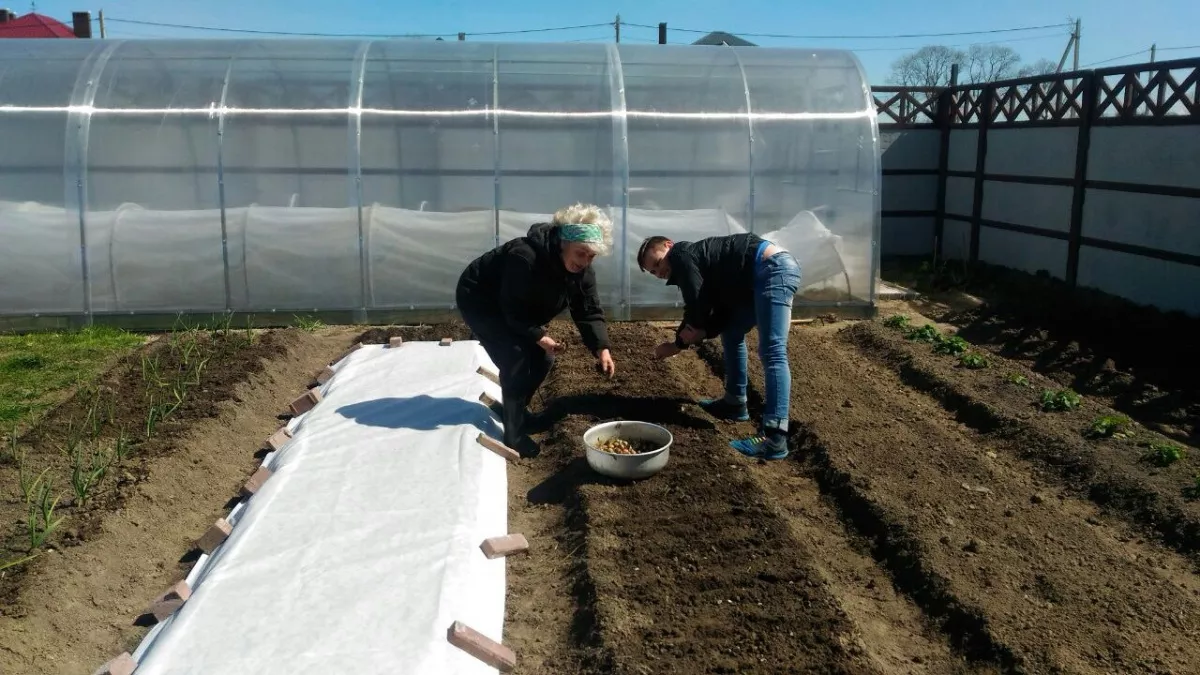 Эксперимент на 60 кустах томатов показал неожиданный результат: как правильно применять янтарную кислоту