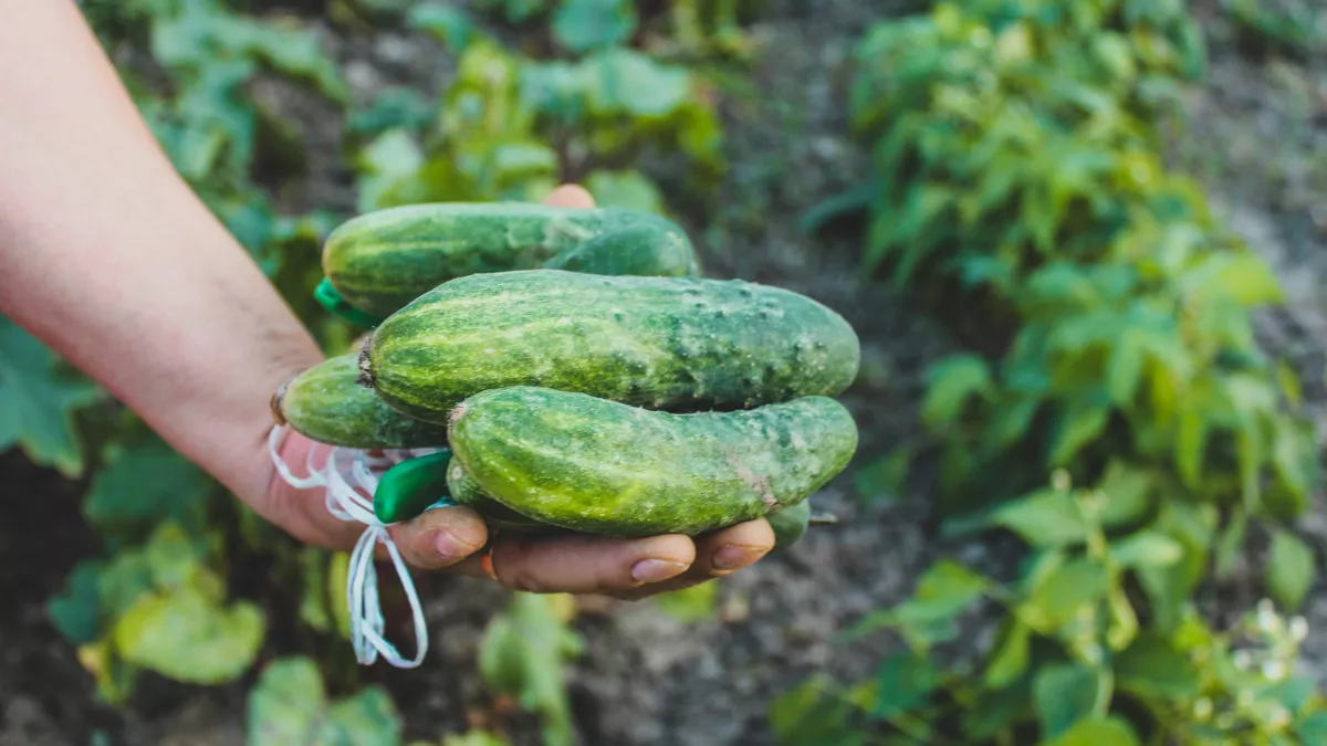 Одна ошибка может оставить вас без урожая: точные сроки посадки рассады огурцов в 2026 году