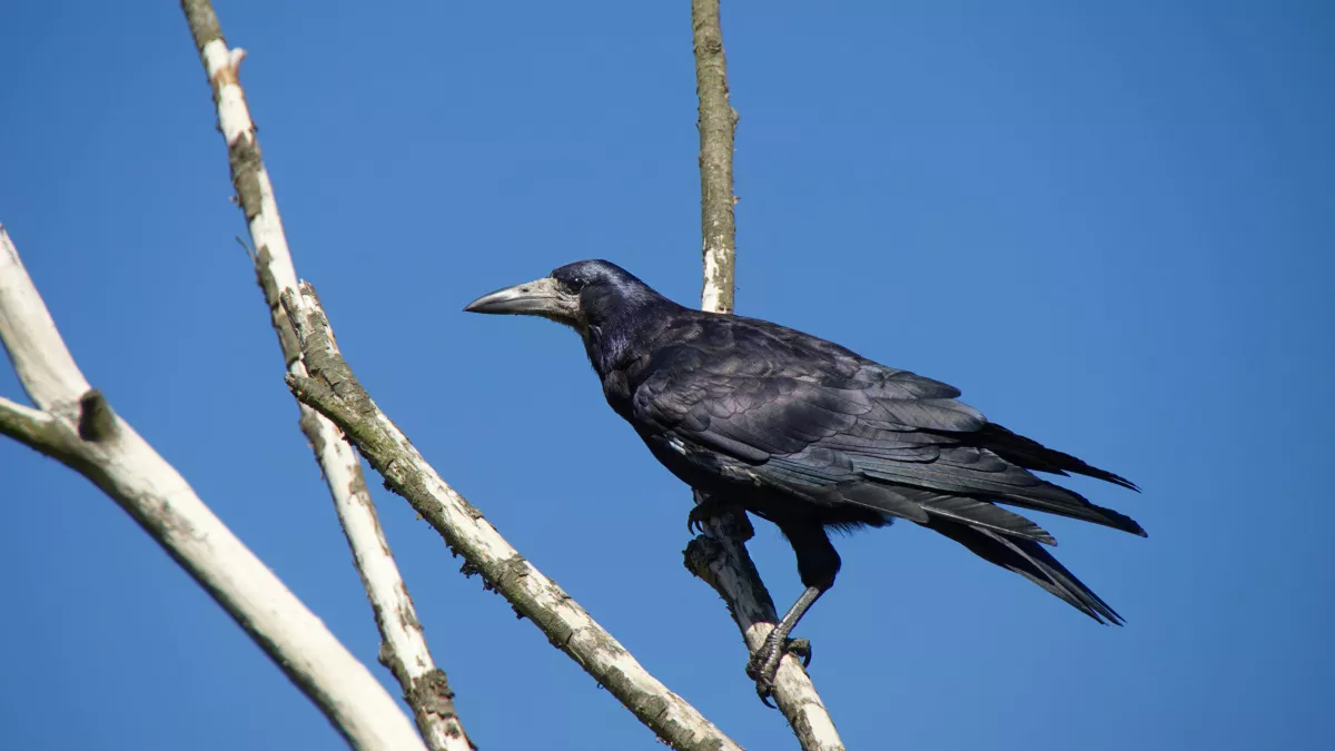 Не отправляйся в путь, не спорь с незнакомцами и слушай птиц: народные приметы на 17 марта