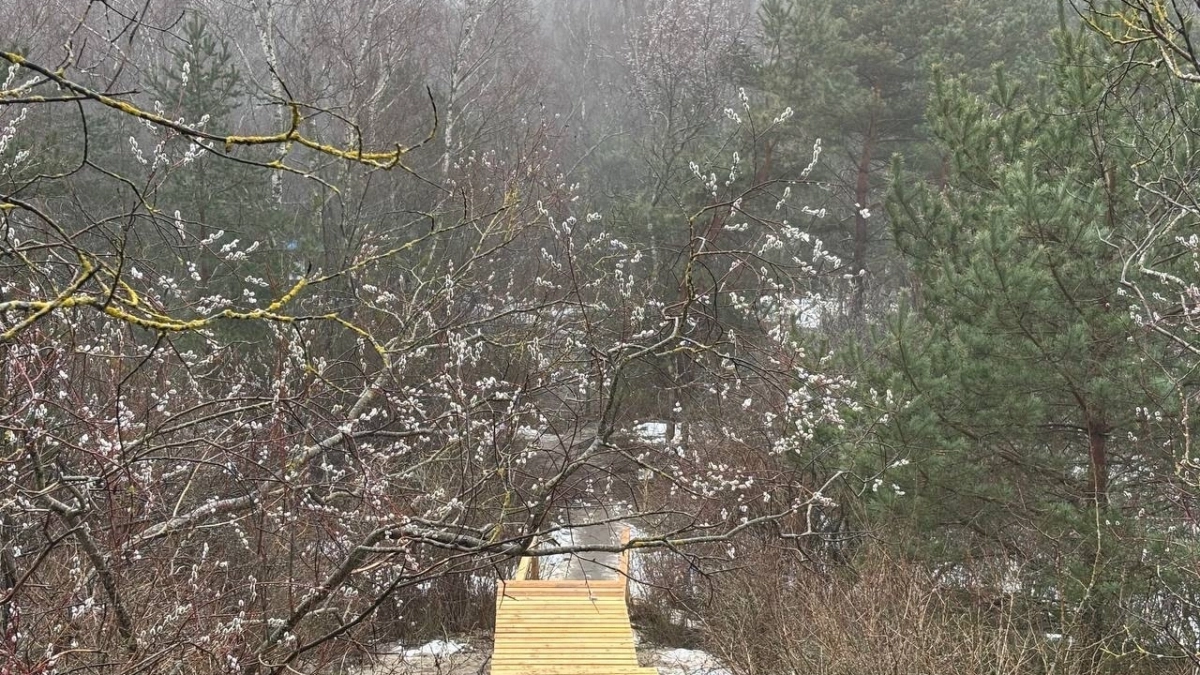 На Куршской косе начали строить новый переход к морю: где появится спуск и зачем это нужно