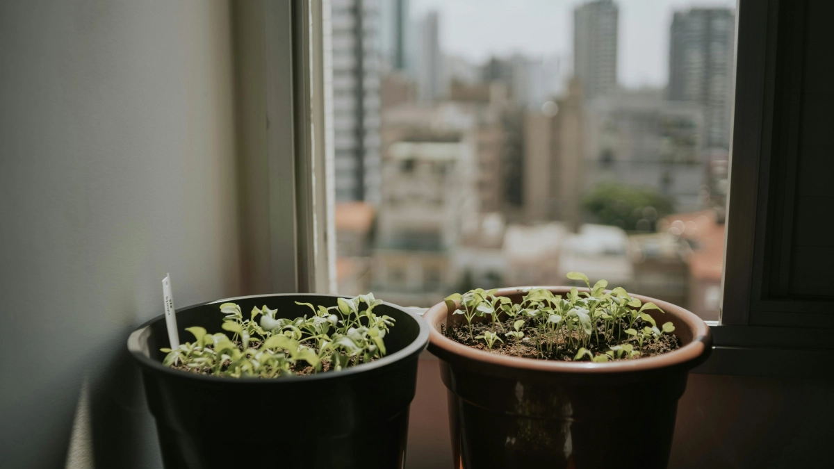 Рассада гибнет на подоконнике: скрытая причина, о которой молчат дачники - эту ошибку допускает большинство