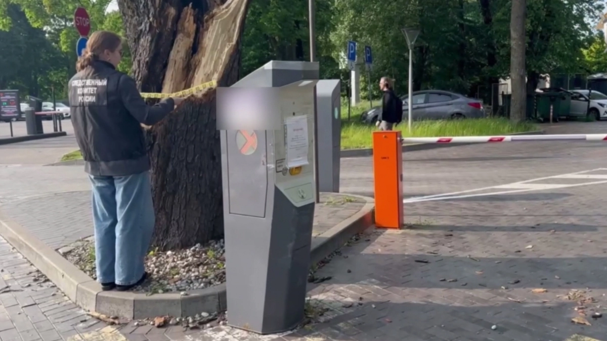В Калининграде следователи нашли виновного в смертельном падении дерева на девушку у отеля Mercure