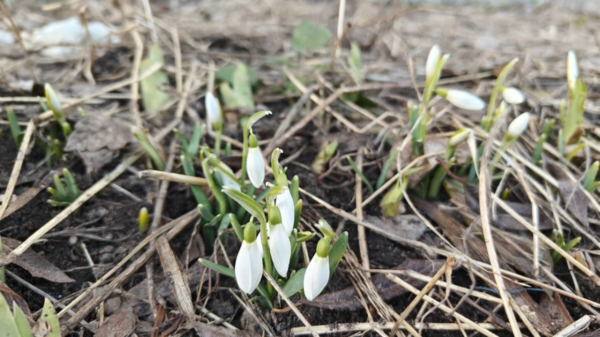 В Калининграде +10, а на побережье всего +6: подробный прогноз на четверг