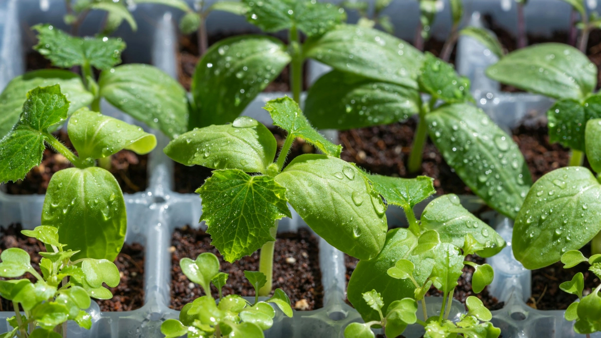 Ошибка в грунте, которая губит рассаду: ученый НИИСХ объяснила, как исправить