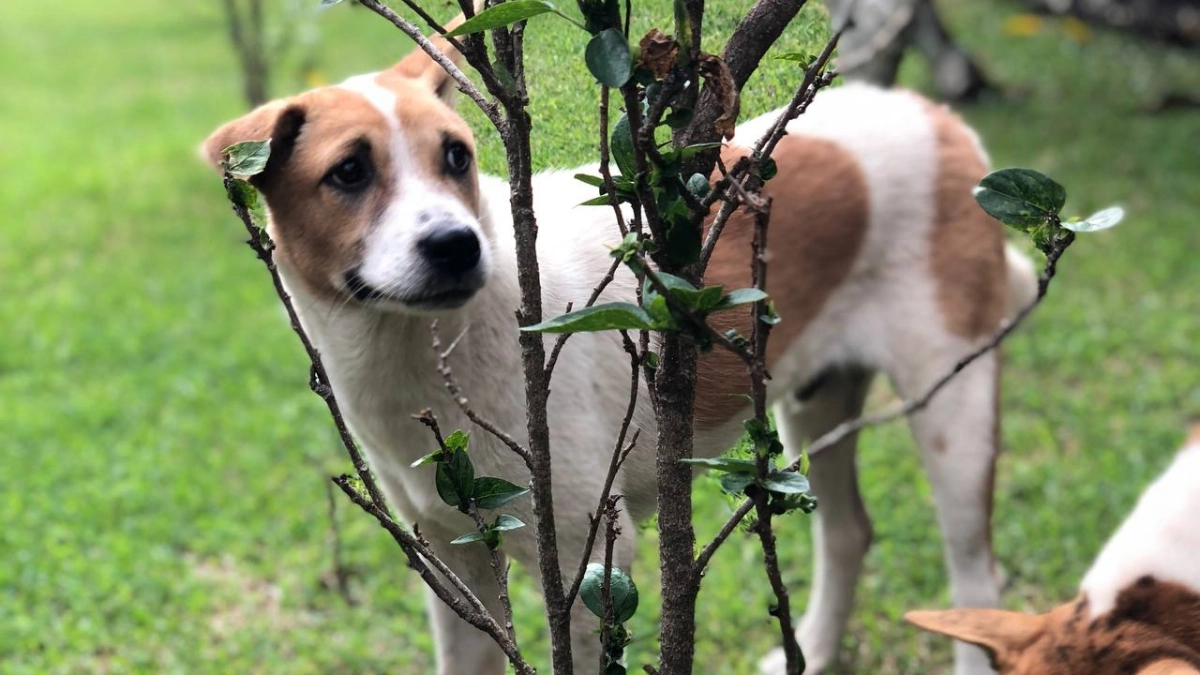 В Калининграде водители и волонтёры спасли сбитую собаку, которая трое суток лежала на трассе