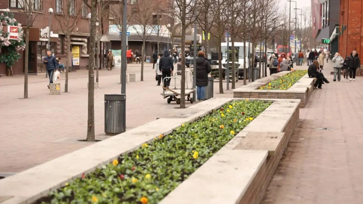 В Калининграде начали высаживать первые весенние цветы: анютины глазки уже в грунте