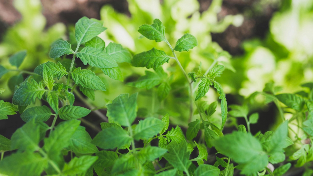 Вы ещё успеваете: точные сроки посева томатов в марте и апреле 2026 - не останетесь без урожая