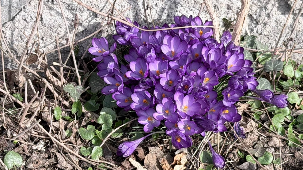 В Калининграде март включил режим «зима-весна»: подробный прогноз на выходные