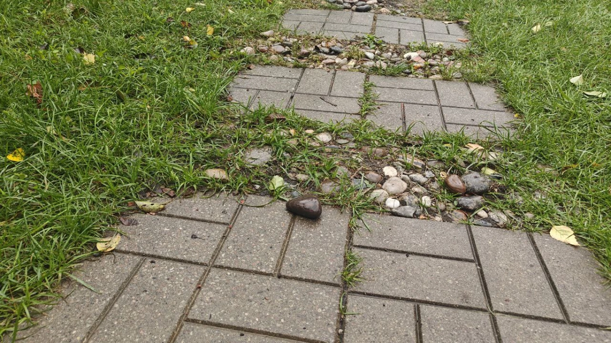 Пожелтел и «склеился»: что происходит с газоном после зимы и когда бить тревогу - калининградский агроном объяснила