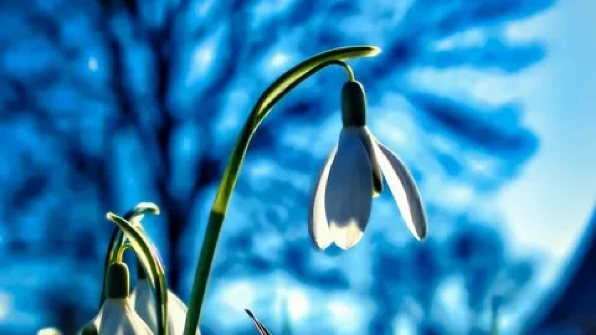 Ледяной туман и прыжок до плюс 14°C: калининградцев ждут контрастные выходные