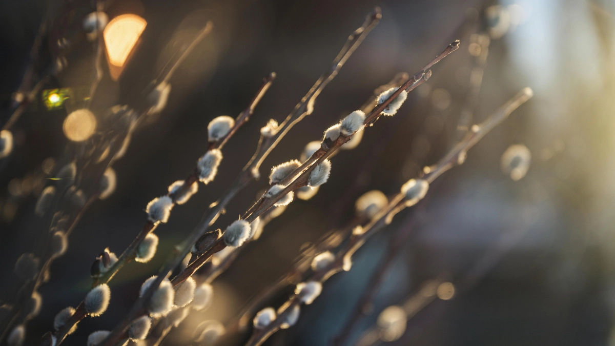 Не ссорься и принеси вербу в дом: народные приметы и запреты на 21 марта, Весенний солнцеворот