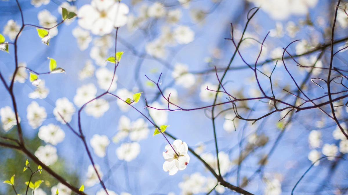 Март радует теплом: прогноз погоды в Калининграде с заморозками по ночам и +14°C днём