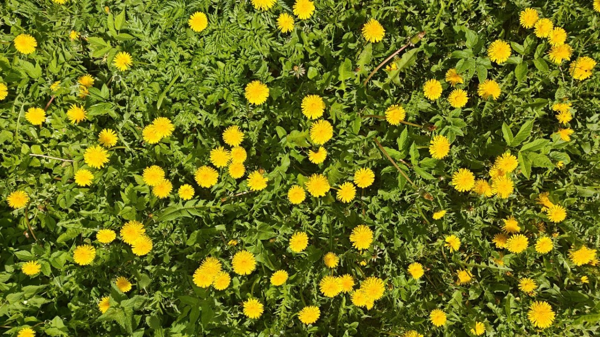 Калининград ждёт солнечная неделя, а потом — холодный сюрприз: апрель начнётся с минуса