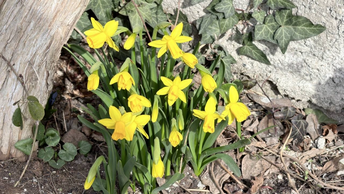 Калининград накроет циклоном: в среду дожди и ветер, а потом ударит холод