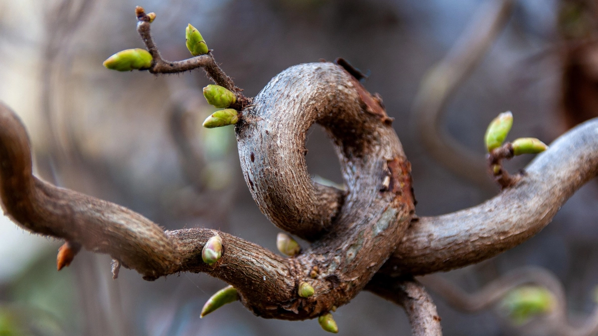 Не игнорируй пение кукушки и не молчи: народные приметы и запреты на 24 марта - что делать чтобы удача не ушла