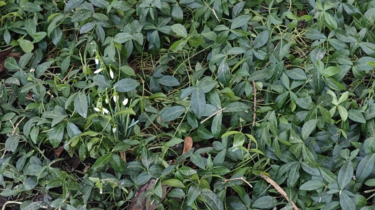 Калининград прощается с теплом: последние +15 уходят, на смену идут заморозки и мокрый снег