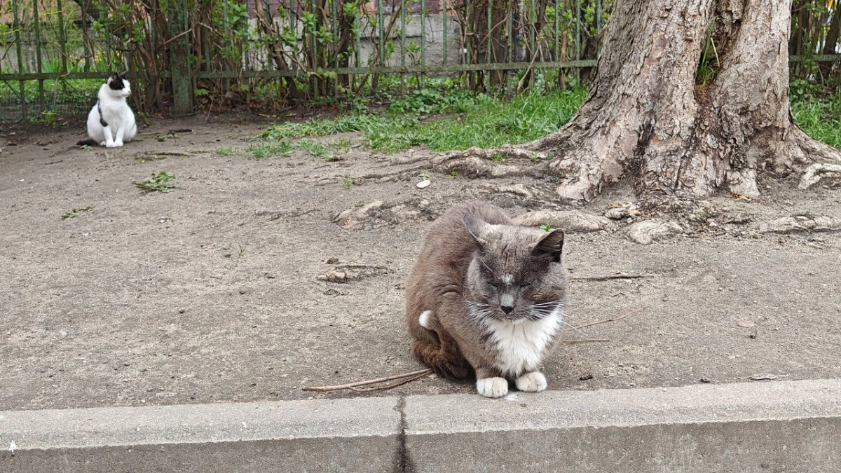 В Калининграде зима решила вернуться: на следующей неделе возможен снегопад