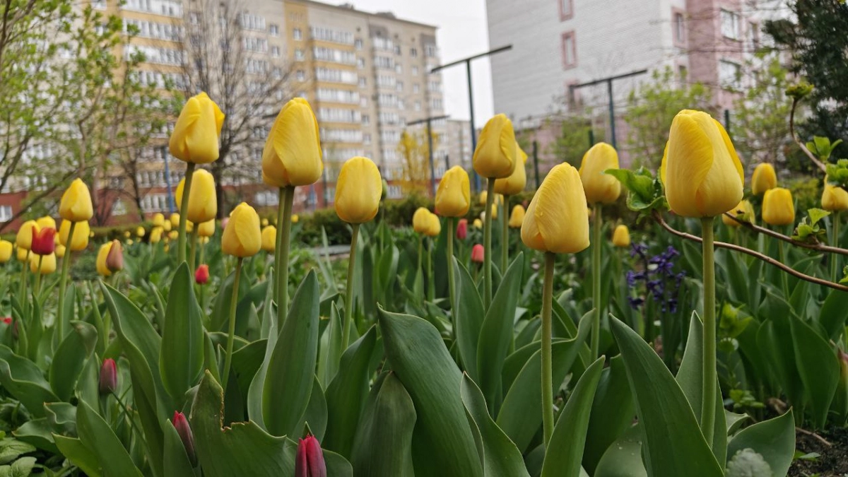 В Калининграде +9, в Зеленоградске +8: погода в четверг по городам