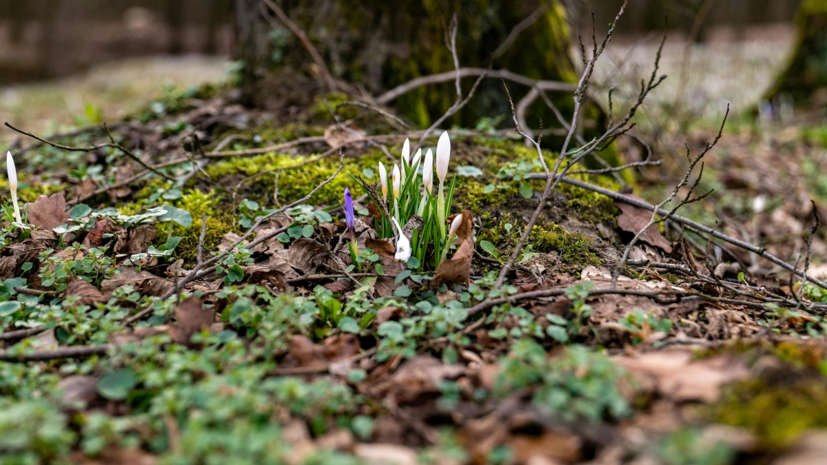 Не спеши с решениями, но наведи порядок: народные приметы и запреты на 26 марта