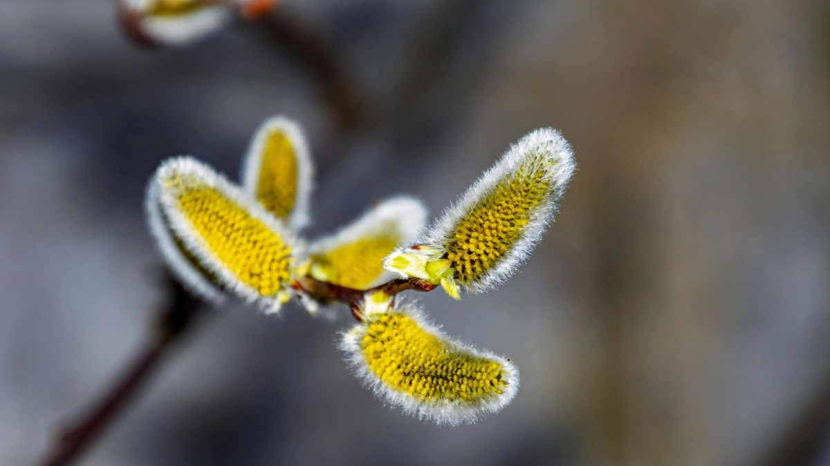 Апрель сломает планы: почему этот месяц сложнее, чем кажется, и как пройти его без потерь - хитрости народного календаря