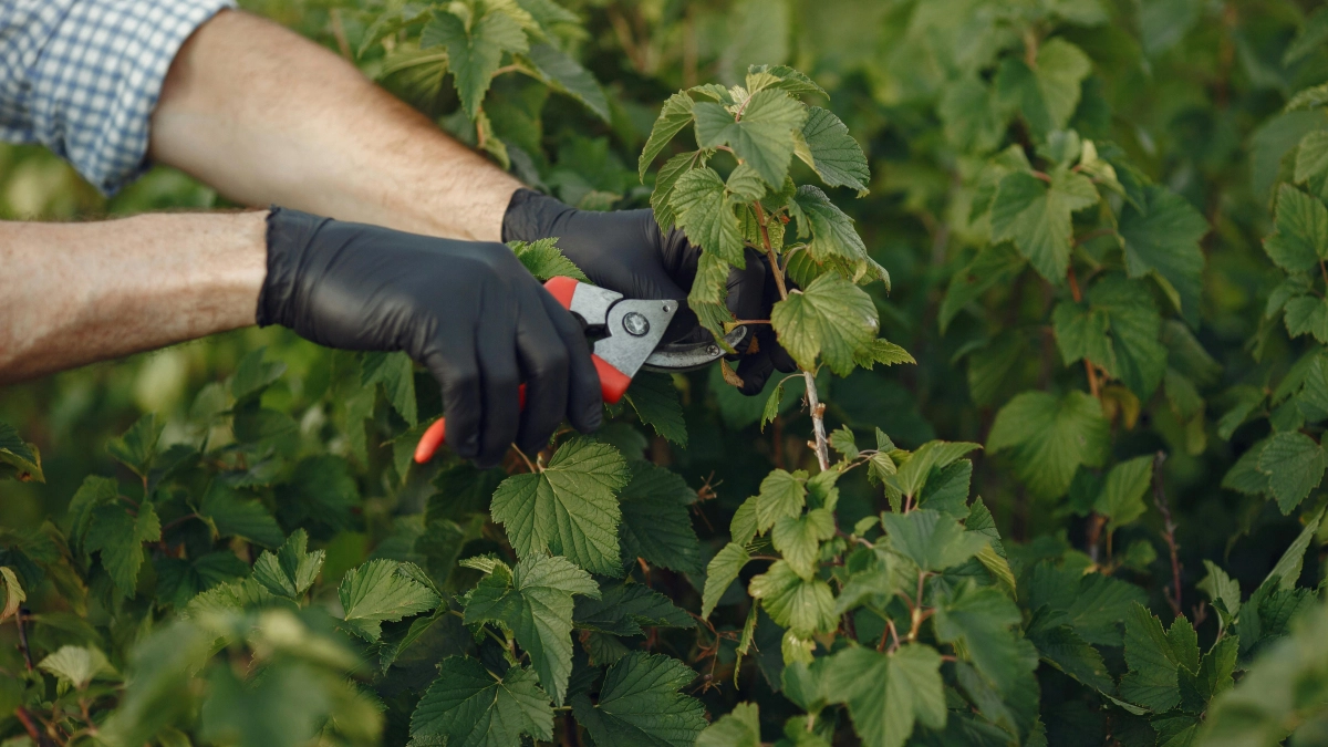 Как фазы Луны «ломают» урожай: лунный календарь садовода на 2026 год - как им пользоваться с максимальным результатом