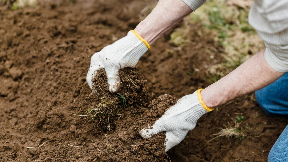 Земля «задыхается»: ошибка, которую совершают почти все дачники весной