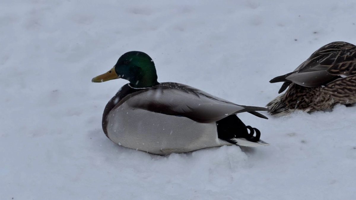 Погрелись и хватит: после тепла в Россию возвращаются снег и морозы - синоптики предупредили