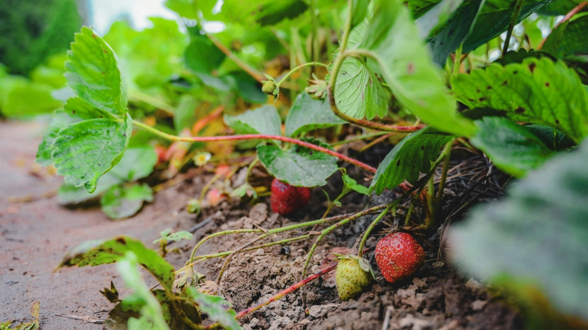 4 шага после снега: как получить сладкую и крупную клубнику без химии - ягоды вырастут в два раза крупнее