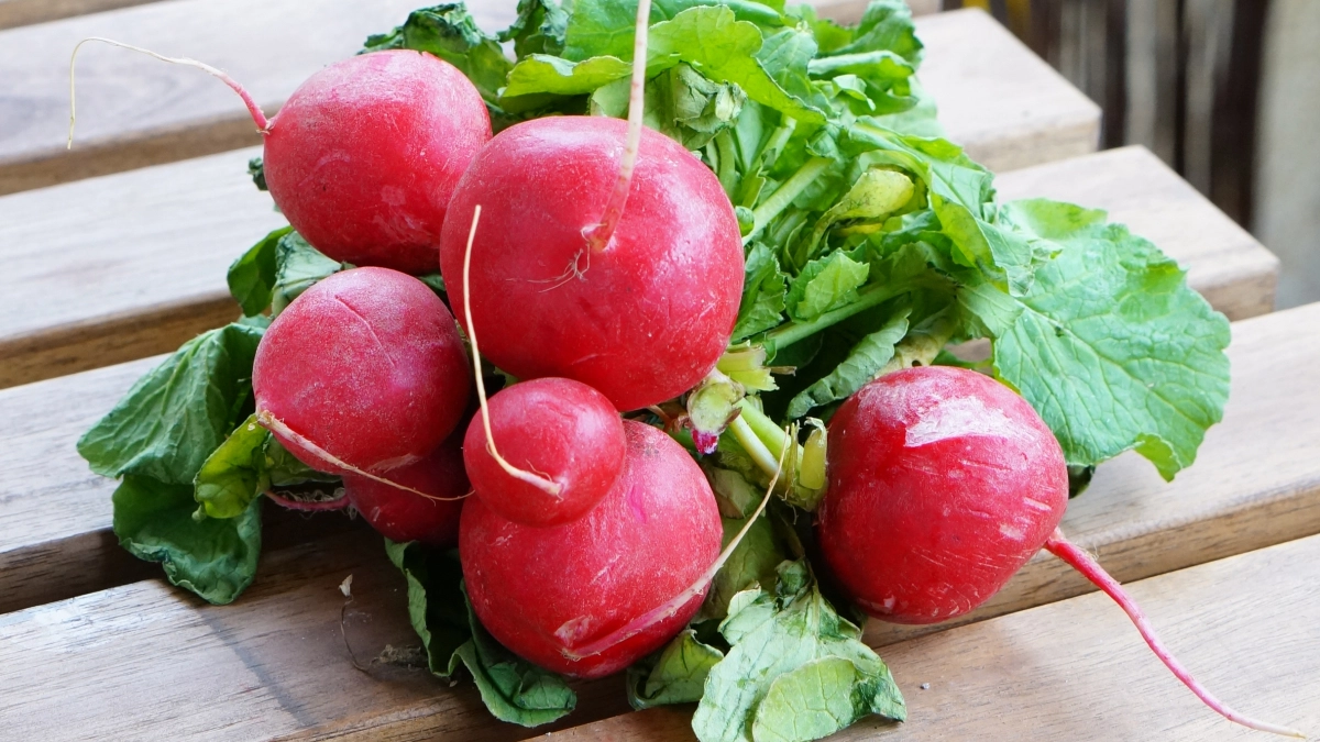 Когда сеять редис и как избежать стрелкования: точные сроки, температура, полив и схема посевов для стабильного урожая с апреля по октябрь