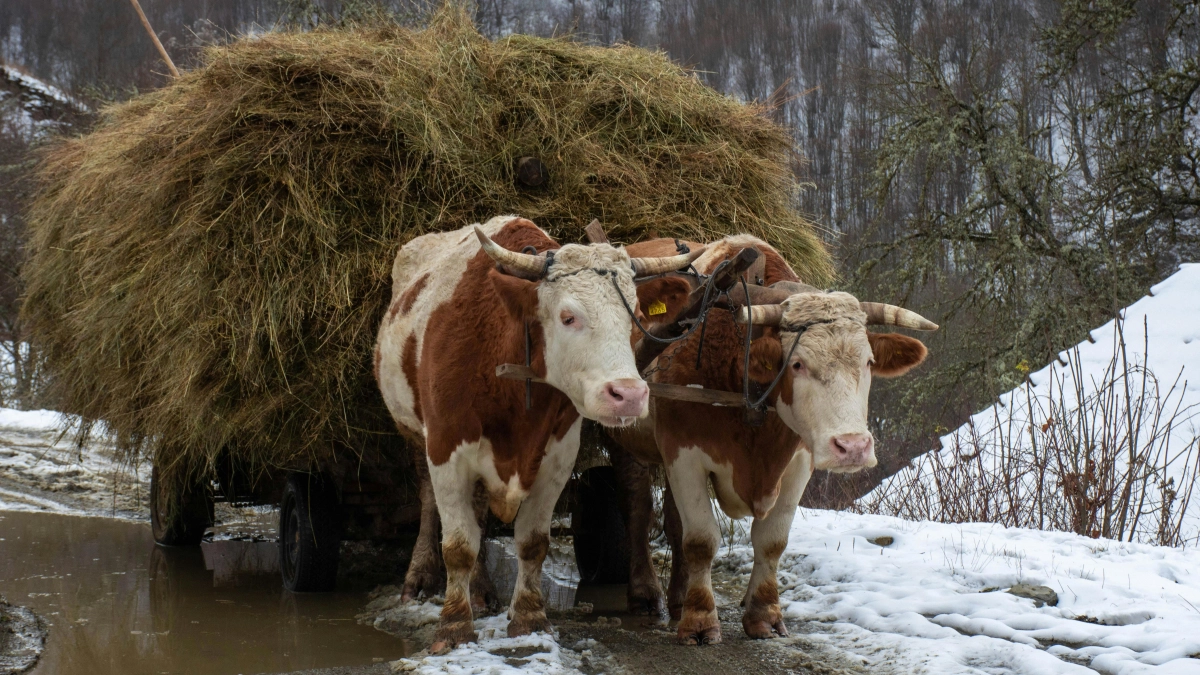 Не начинайте с хаоса, не пускайте все на самотек: народные приметы и запреты на 29 марта, Тележный день