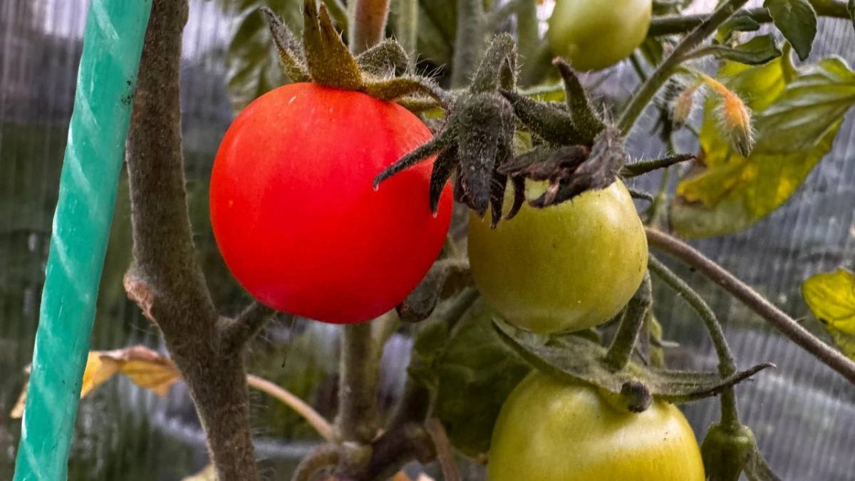 От зелёных до спелых за считанные дни: как ускорить созревание томатов простыми методами