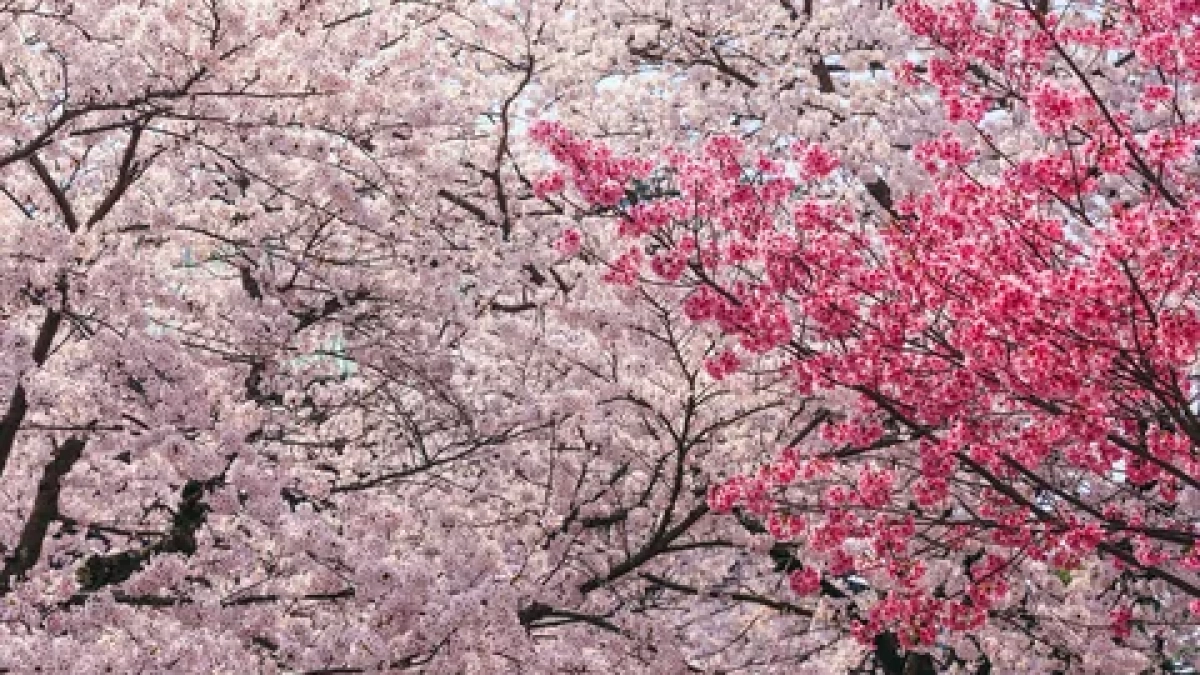 В Калининграде сакура расцветет в апреле: 8 лучших локаций для весенних селфи