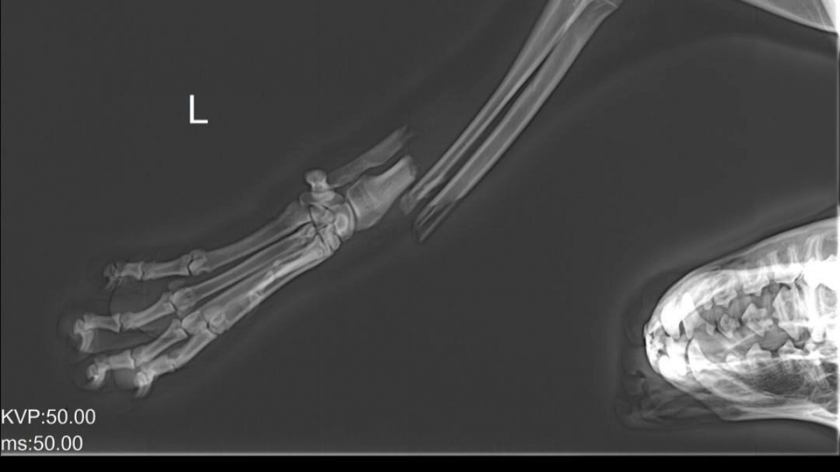 «Кость буквально торчала наружу»: волонтеры спасают пса, на которого наехал калининградский таксист и бросил умирать