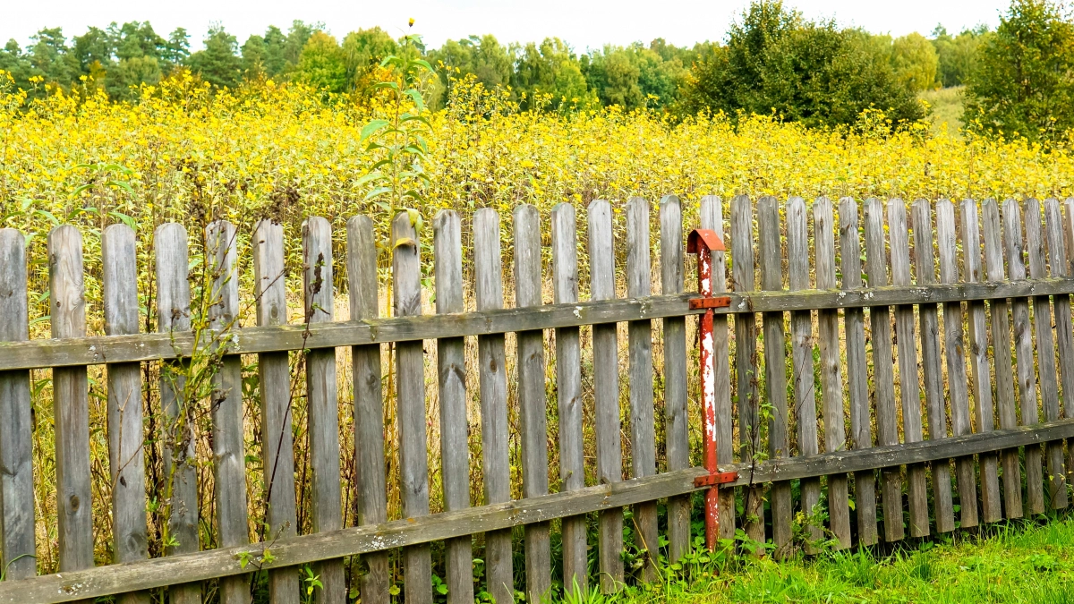Необрезная доска, «лесенка» или плетёнка: дачники подсказали, какой забор выбрать для участка