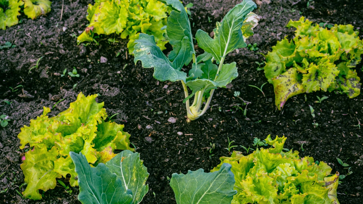 Запретные дни апреля уже названы: когда сеять, чтобы не потерять урожай под ноль - лунный календарь садовода и огородник