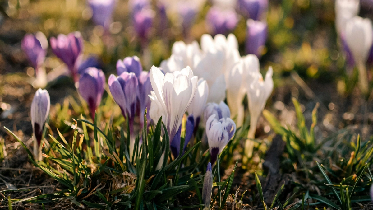 Не выходи в дорогу — наведи порядок: народные приметы и запреты на 31 марта, Кирилла «Дери полоз»