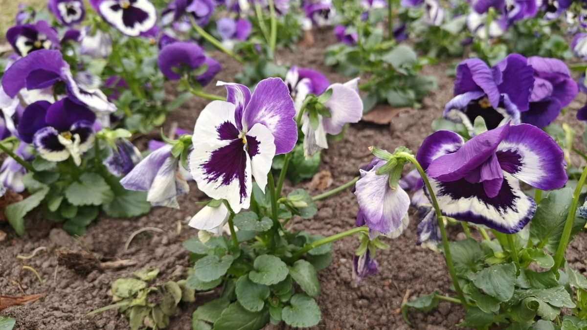 В Калининградской области весна затаила дыхание: когда ждать прыжок к +18°C