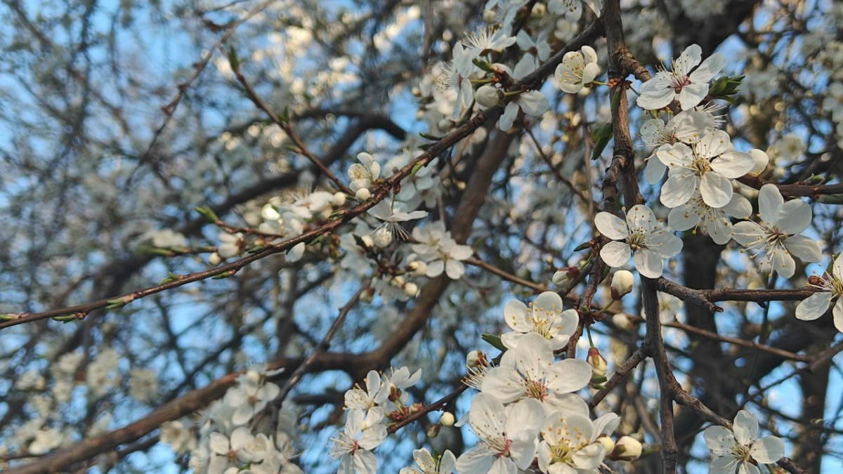 В Калининградской области весна уже готовится выстрелить теплом: синоптики рассказали когда ждать первые +20°C